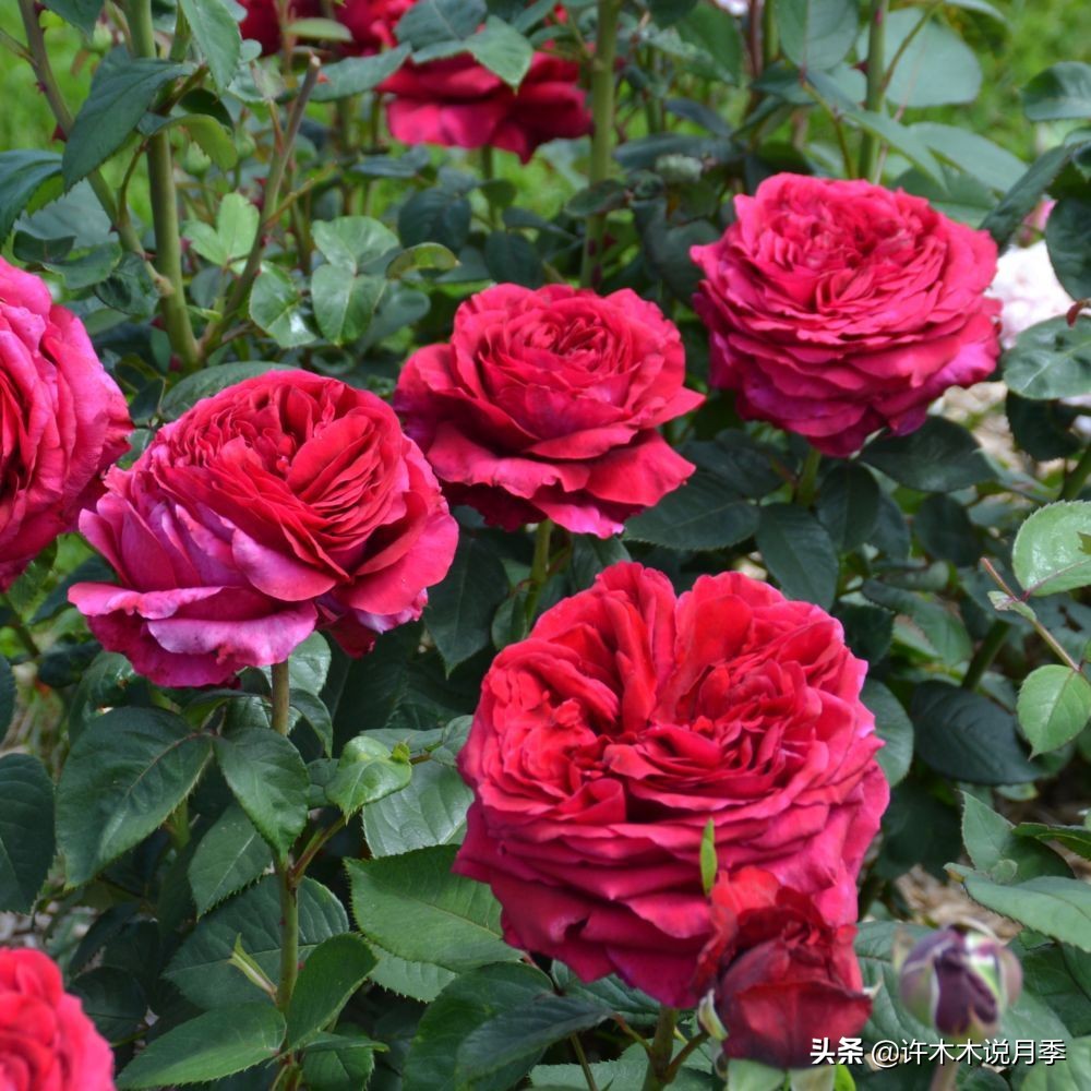 20款大花浓香的月季,好看好养四季开花的月季