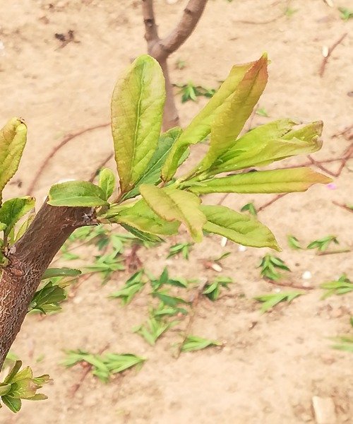 李子恐龙蛋成熟是什么颜色,恐龙蛋李子是自花授粉品种吗