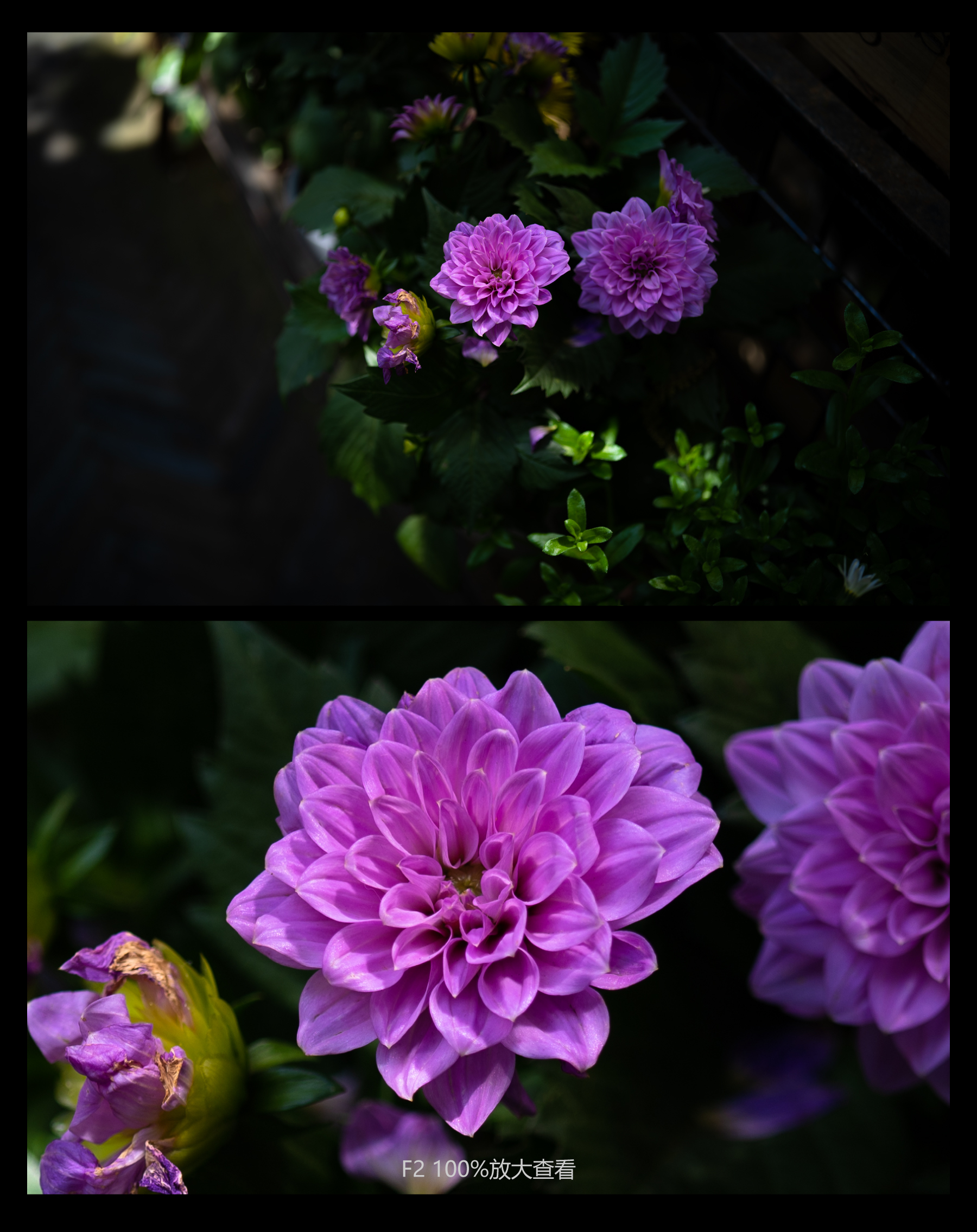 福伦达35mm1.5镜头好不好,福伦达35f2镜头评测