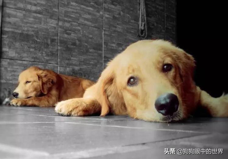 狗狗中暑了怎么办最快解决方法,狗狗中暑后腿无法站立舌头发白