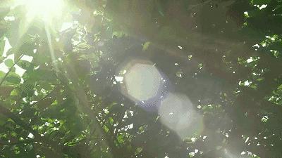 上海青团最正宗,上海南京路老字号青团