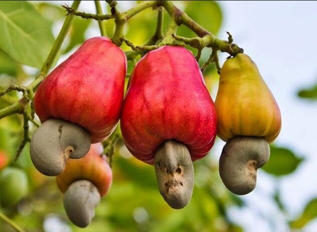 过年好吃的坚果有哪些,春节必吃的几种坚果