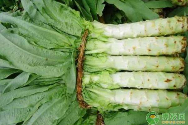 莴笋如何增产？秋莴笋需要掌握的种植技术有哪些？