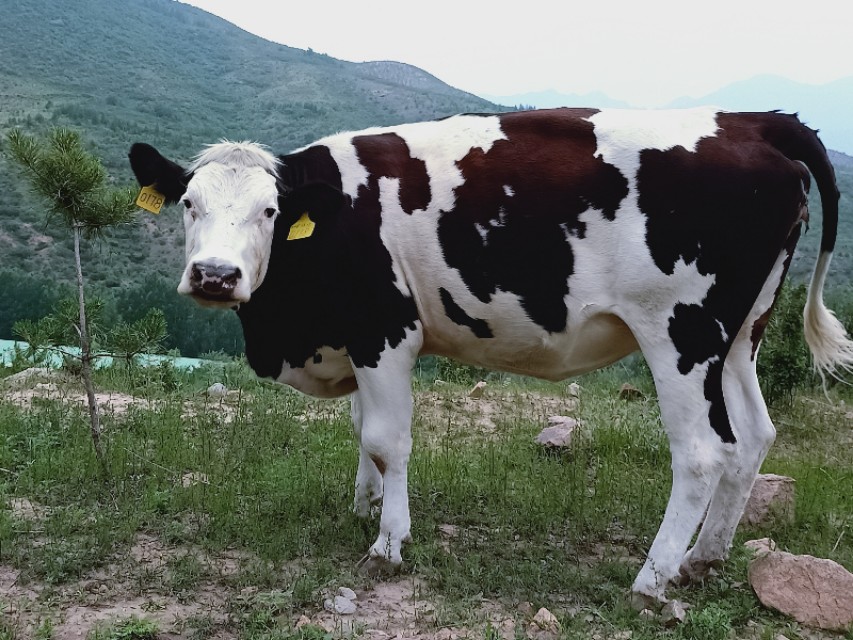 肉牛不上膘有哪些原因,肉牛不反刍是什么原因