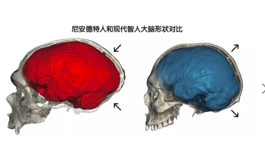 东亚人为什么有尼安德特人基因,尼安德特人和智人的混血
