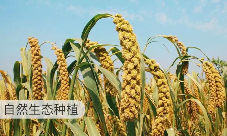 小米五谷养生,五谷杂粮小米养人