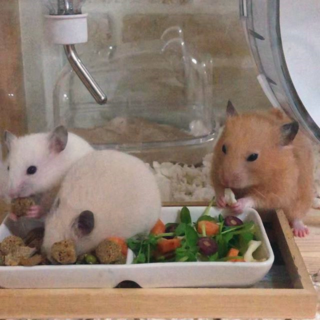 仓鼠不小心掉进老鼠洞里了,仓鼠不小心被笼子夹到怎么办