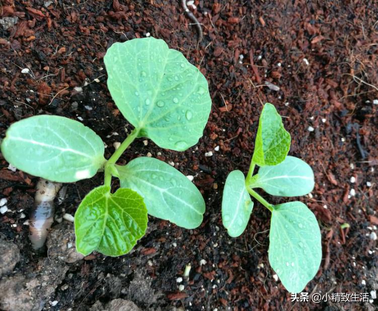 阳台小葫芦的种植方法和管理,在阳台上怎么样种小葫芦