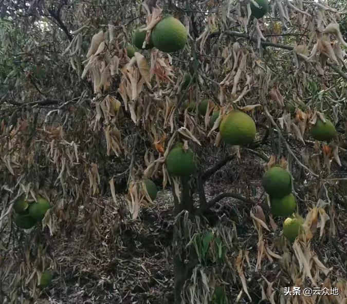 连续降雨对秋收秋种的影响,持续高温干旱作物如何管理