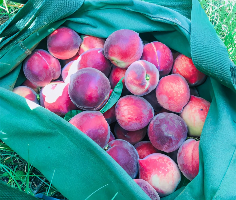 能吃上又甜又新鲜的水蜜桃,吃冻水蜜桃而且还是真的水蜜桃