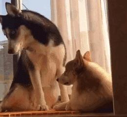 老鼠没抓着，却粘到了宠物狗！拔丝狗头了解一下？