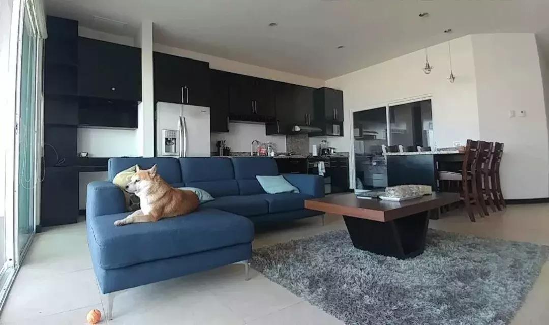 柴犬阶级意识,柴犬成为了门面担当