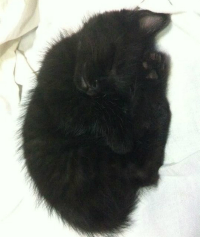 流浪猫如何在学校里生存的,流浪猫生活在学校