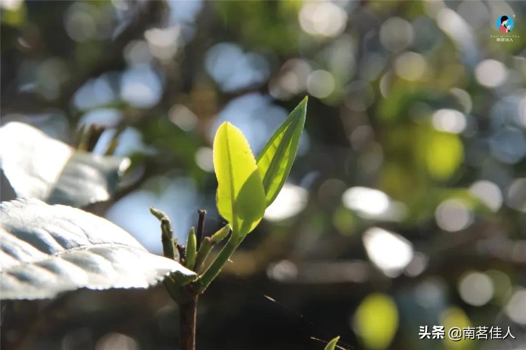 被神话了的冰岛茶,冰岛茶的真实实力