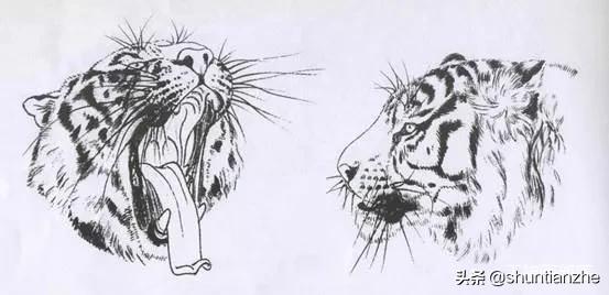 工笔老虎技法教学视频,工笔老虎胸毛的撕毛法