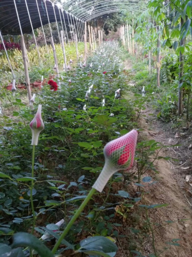 怎么种玫瑰花一年四季都有开花,玫瑰花怎么种可以一年四季都有