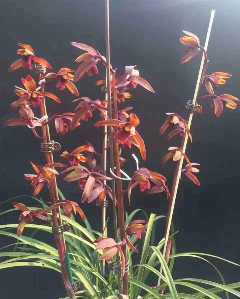 毕节蕙兰极品开花图,贵州毕节的野生兰花