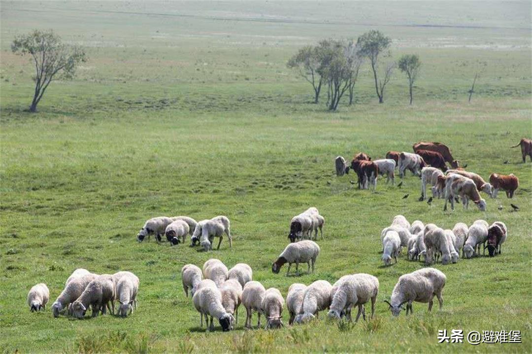 有高原特殊水质的辅助，藏族人每天吃肉和酥油，却很少有“三高”
