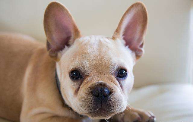 如何看法斗是不是纯种,法斗血统啥意思