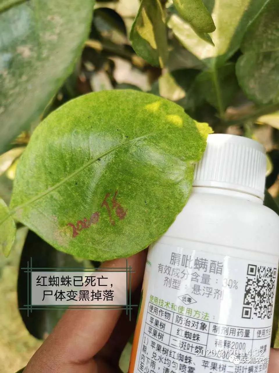 猎护杀虫剂打虫吗,猎护农药