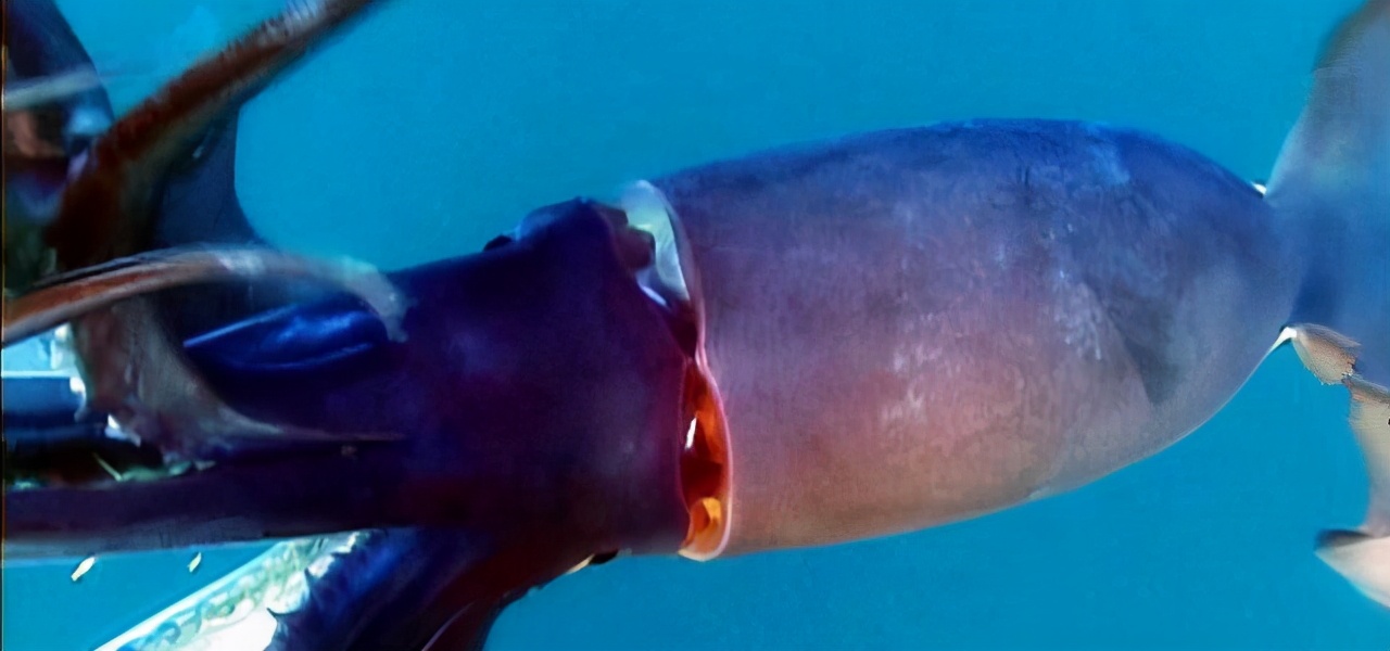 深海里真的有人类吗,深海里都有什么生物