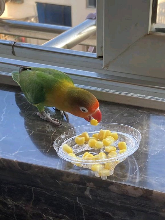 野外捡到的鹦鹉怎么训练,新手饲养鹦鹉必备知识