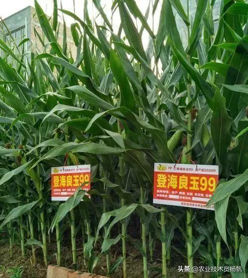 登海玉米种高产栽培技术,登海玉米高产新品种哪个好