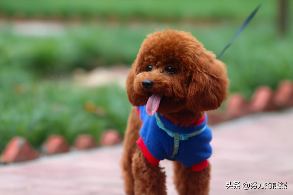 泰迪幼崽什么时间可以剃胎毛,泰迪幼犬胎毛是剃光还是剪短呢