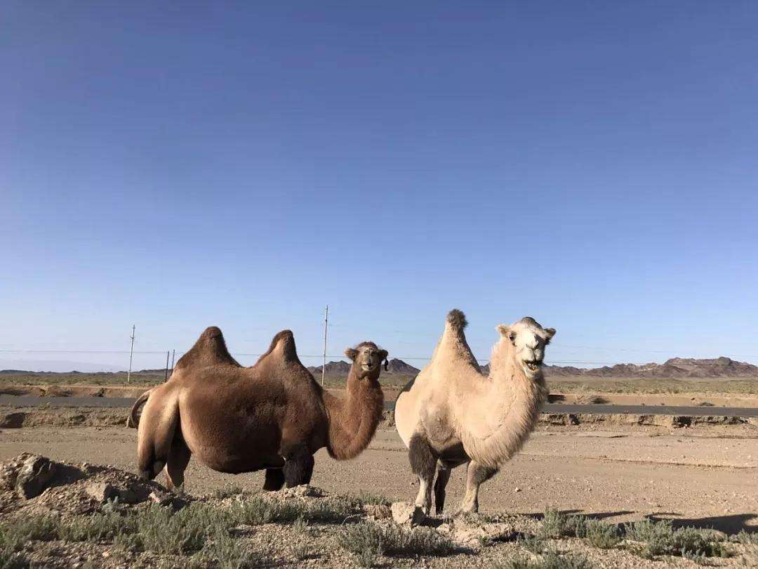 骆驼奶粉的功效与营养价值,骆驼奶粉和牛奶粉哪个营养价值高