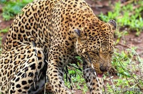 唯一能和狮子抗衡的动物,唯一敢和狮子正面硬刚的动物