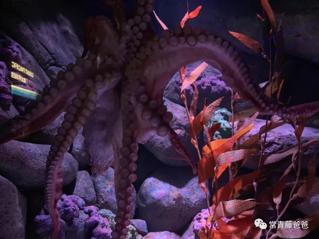 十一新加坡,新加坡5天4晚亲子游推荐哪家