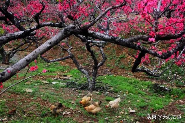 行摄美景东湖樱花园,行摄春天