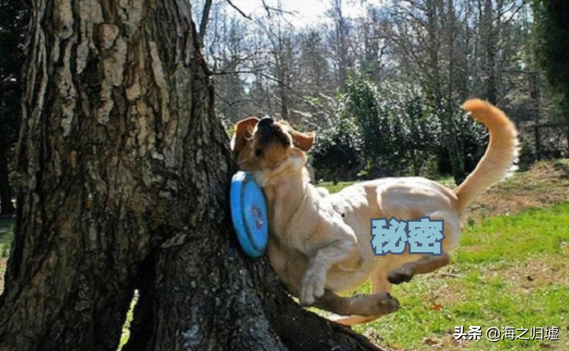 神级抓拍图片,25张令人惊叹的“神”级抓拍