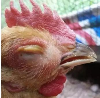 鸡肿头是什么病怎么治疗,治疗鸡肿头肿脸的方法