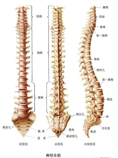 直腿坐放松法口令词,直腿坐姿最有效的动作
