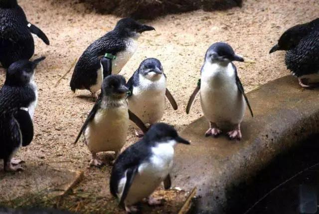 墨尔本大洋路自驾游攻略,墨尔本企鹅岛自驾攻略