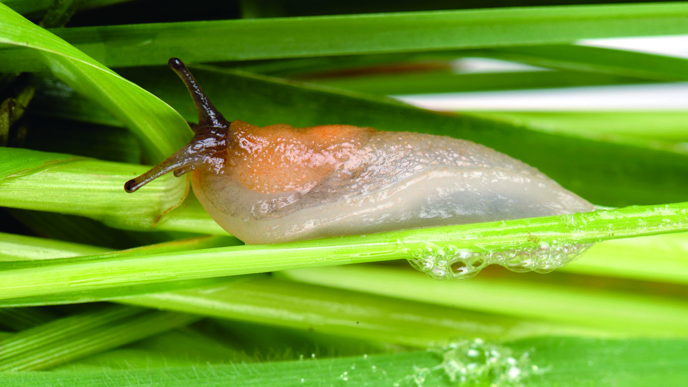 医用胶水缝合伤口多久能好,术后用胶水粘合的伤口多久会消失