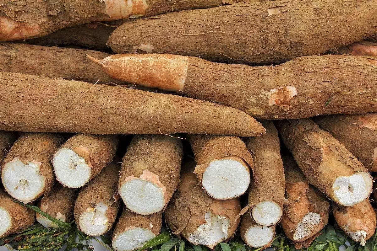 客家木薯粉块怎么吃,广式木薯糖怎么做好吃