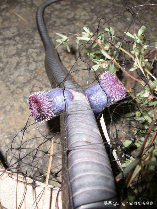 雄性:猫、虎除了舌头,还有一个器官长倒刺!连蛇也有不可思议!