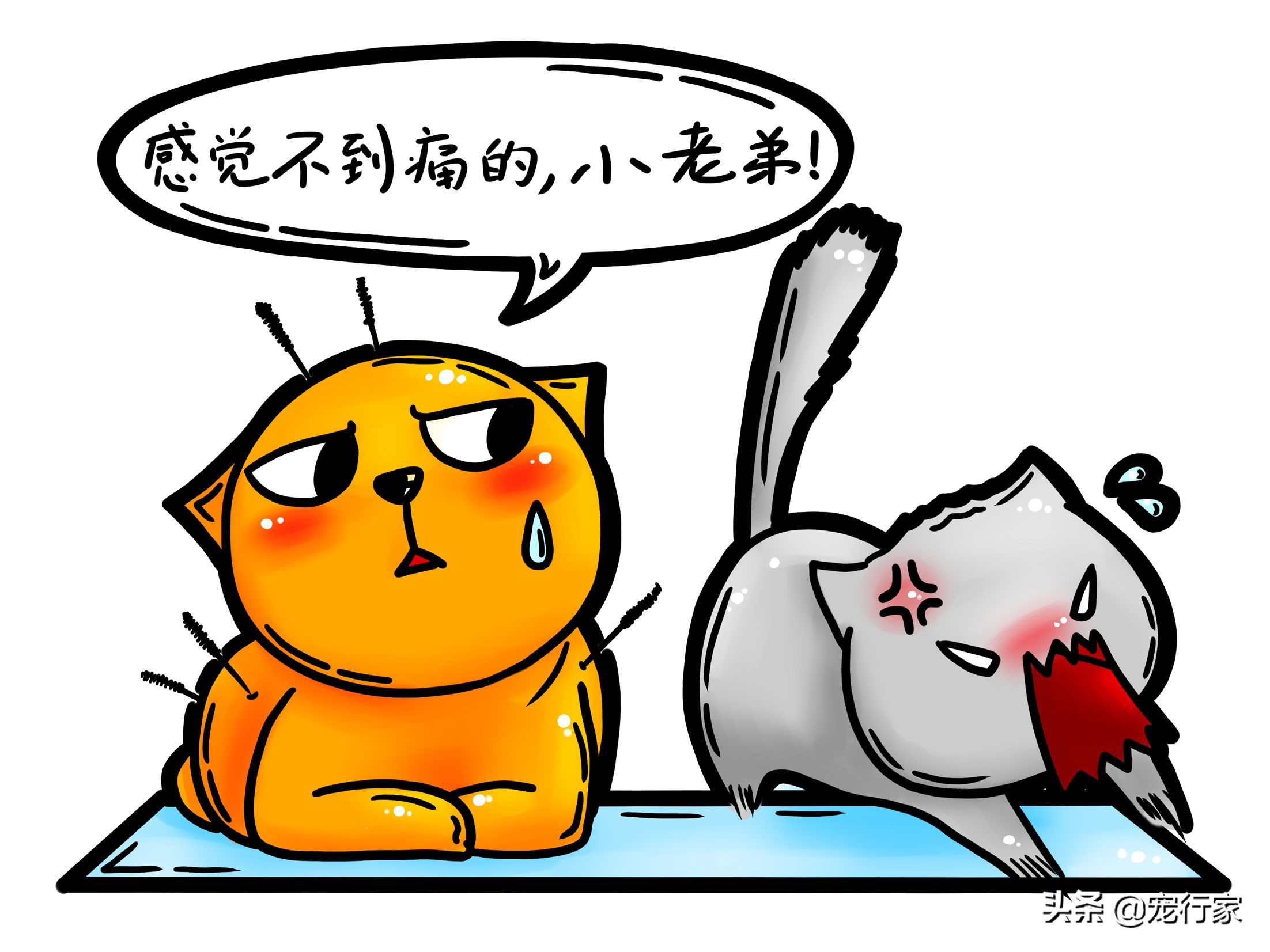 猫咪进行针灸治疗真的有效果吗,猫针灸一次多久