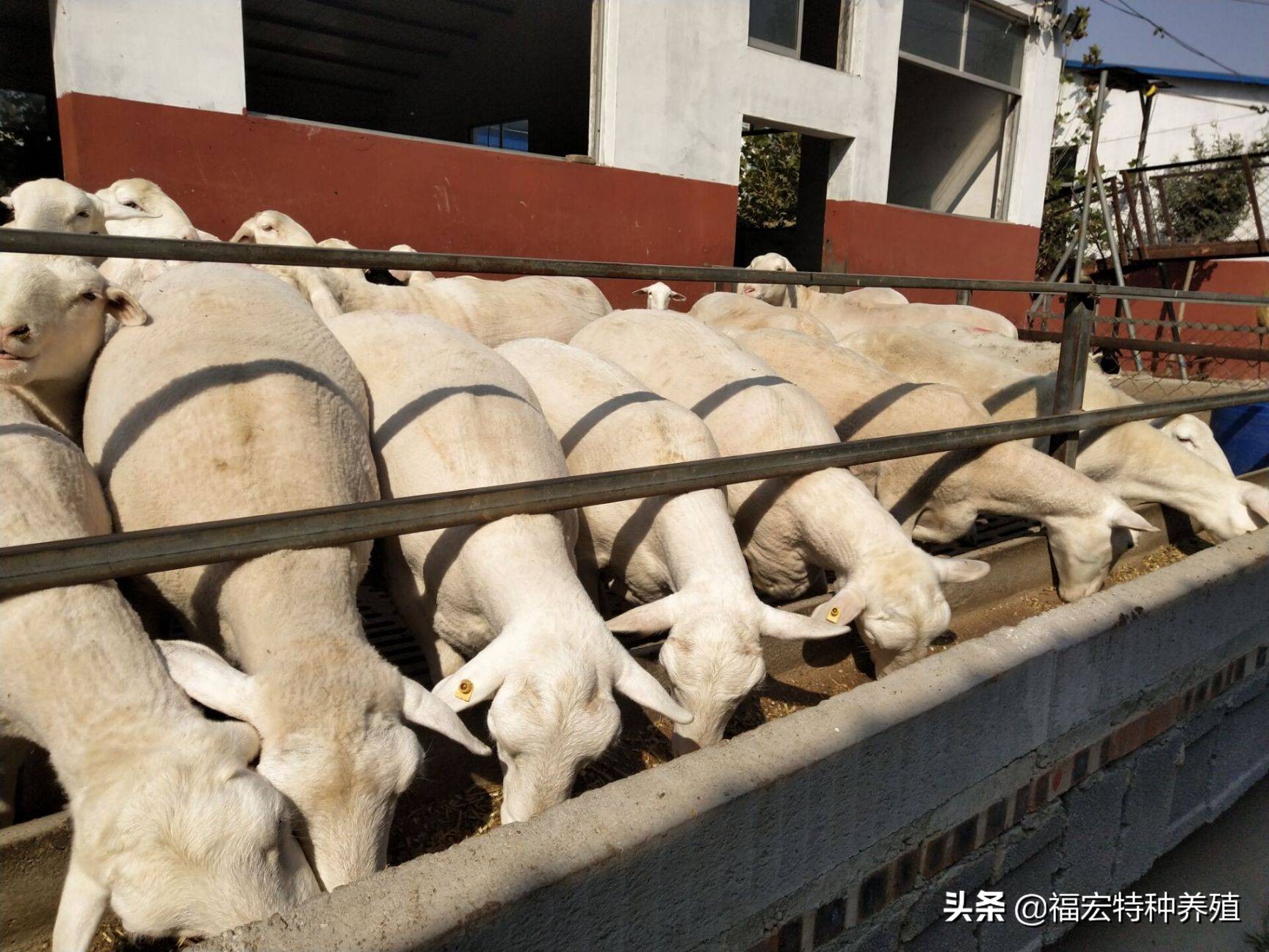 杜泊绵羊和波尔山羊杂交,杜泊羊与澳洲白羊哪个体型大