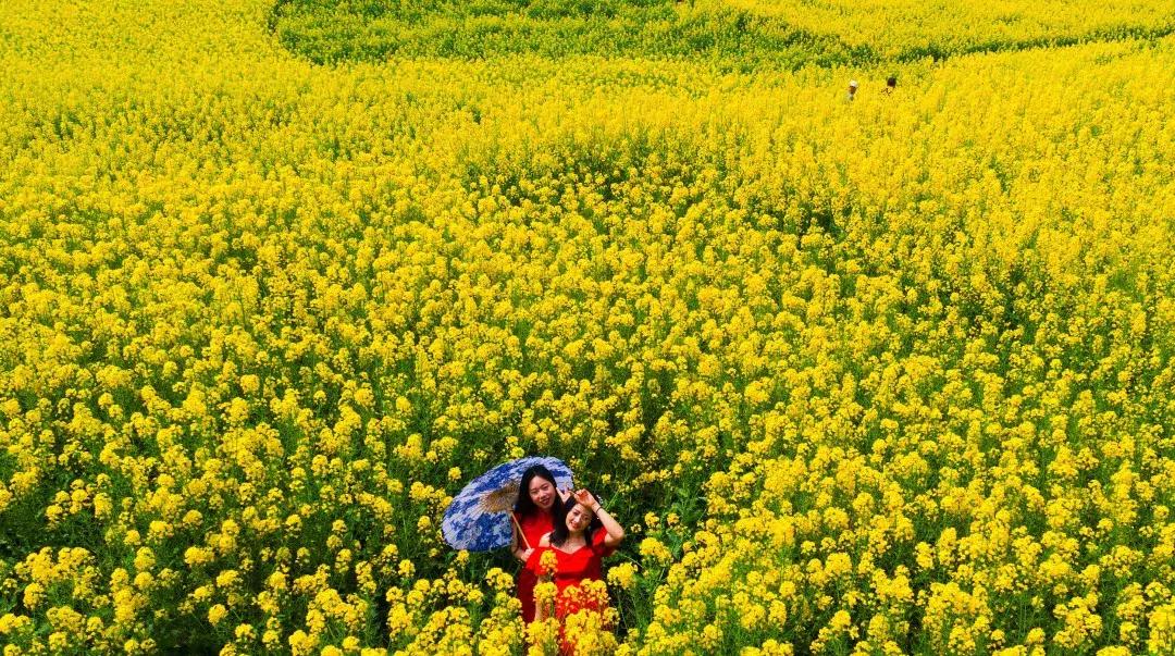 最美的花送给大家共赏,最美的花送给大家观赏