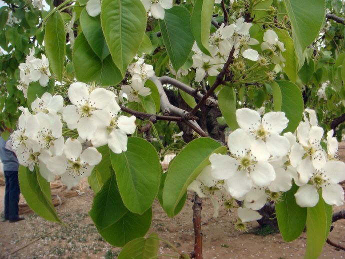 梨锈病防治方法,梨疫病与黑斑病打什么药