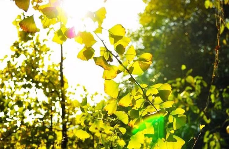 处暑饮食有讲究清补润燥稳入秋,处暑养生全攻略润秋燥消暑湿
