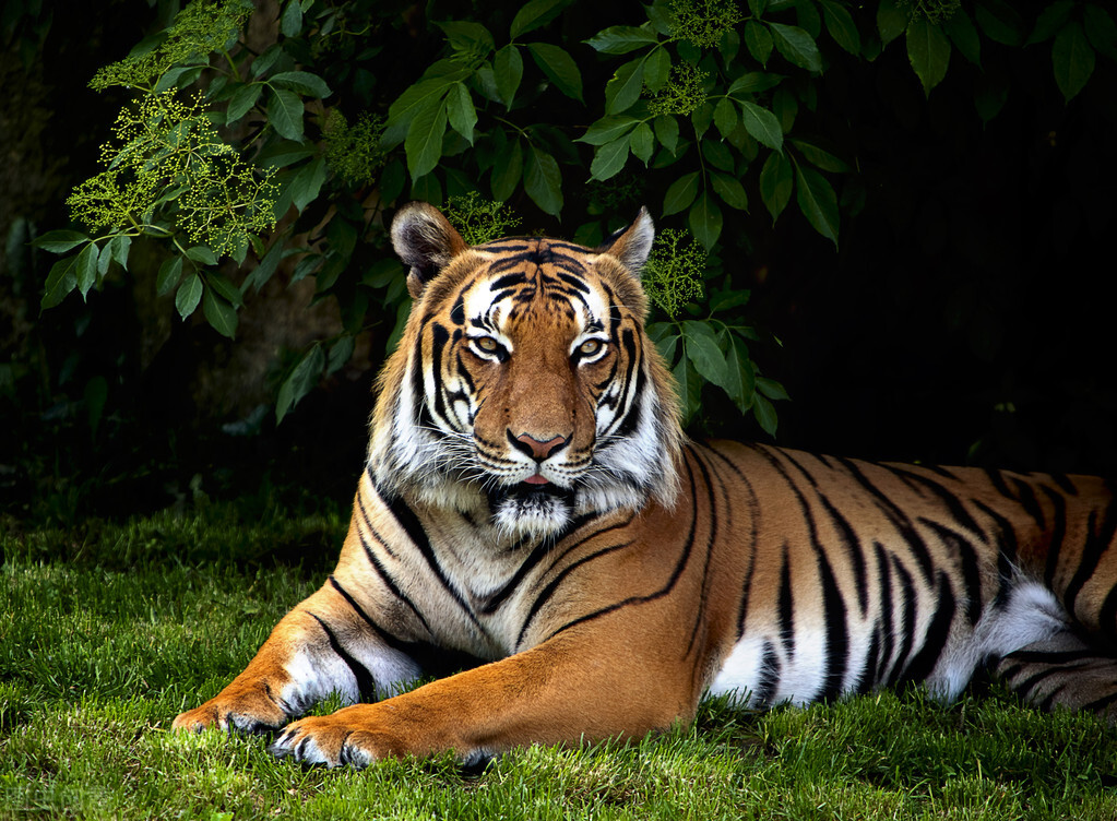 珲春再现众山皆有虎盛况,珲春变东北虎保护区