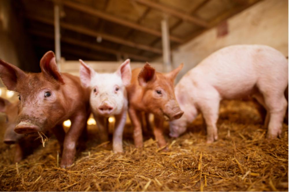 腹泻疫苗是口服的还是注射的,腹泻的疫苗除了轮状的还有哪些