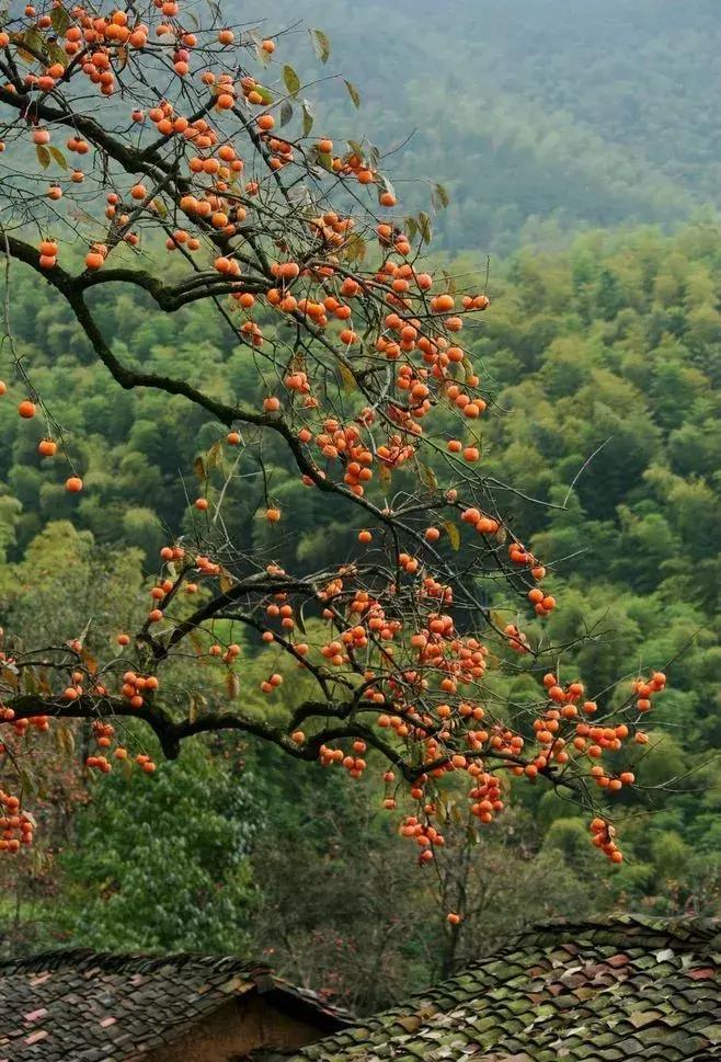 柿子熟了美文赏析,柿子熟了美图100张