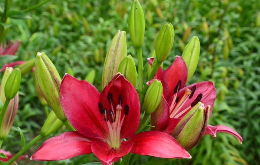 盆栽百合开花时要怎么养,盆栽百合开花后怎么打理还会开花