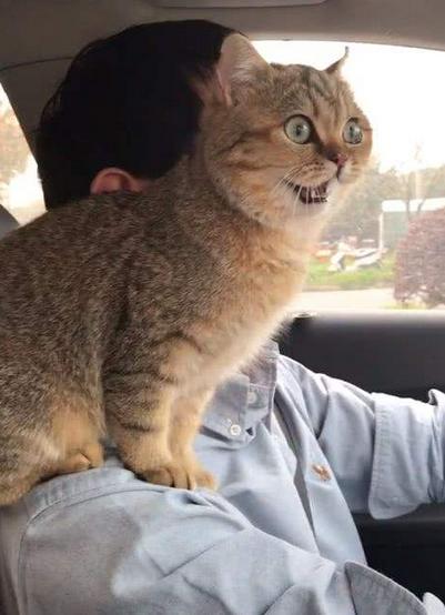 长途开车带猫咪回老家?这3个安全问题,你确定不来学习下?