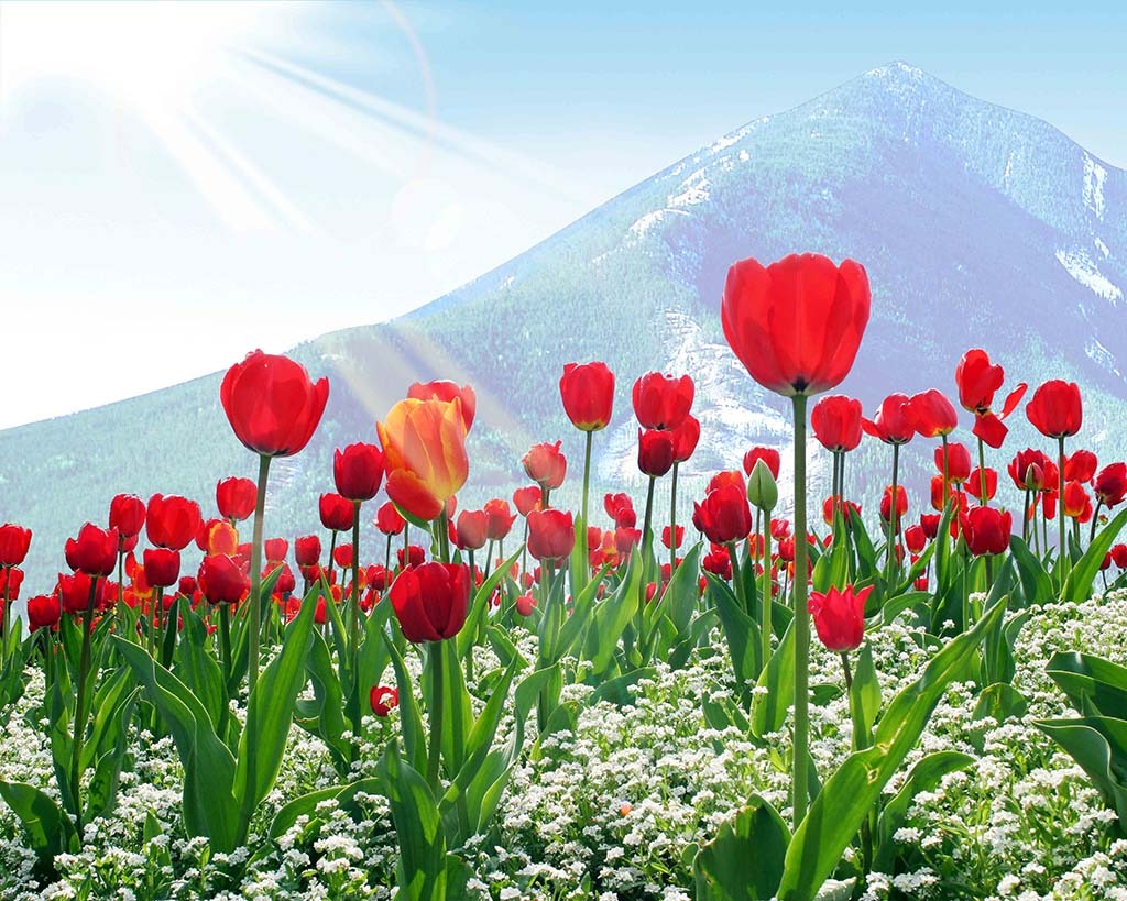 荷兰你不知道的10个冷知识,荷兰100条冷知识